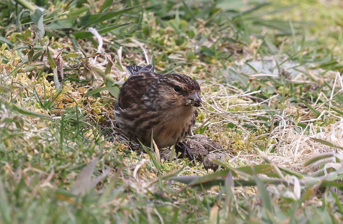 Twite - ML637100014