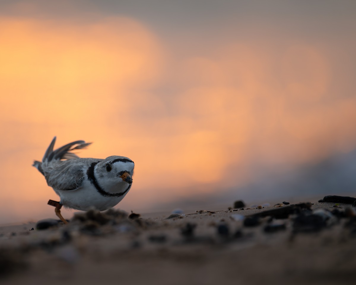 Piping Plover - ML637100073