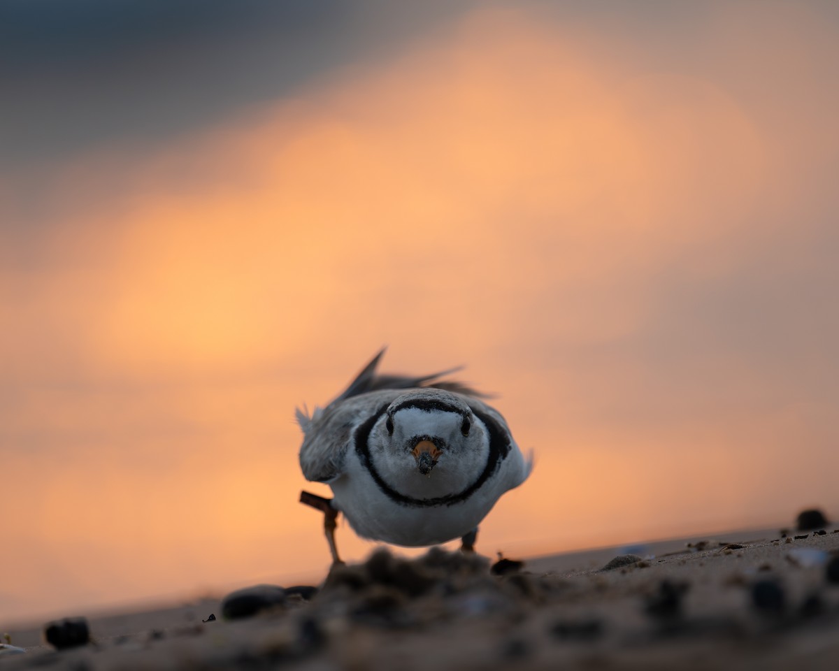 Piping Plover - ML637100135