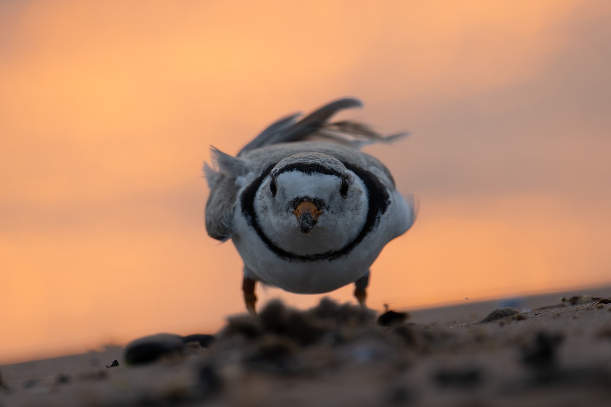 Piping Plover - ML637100151