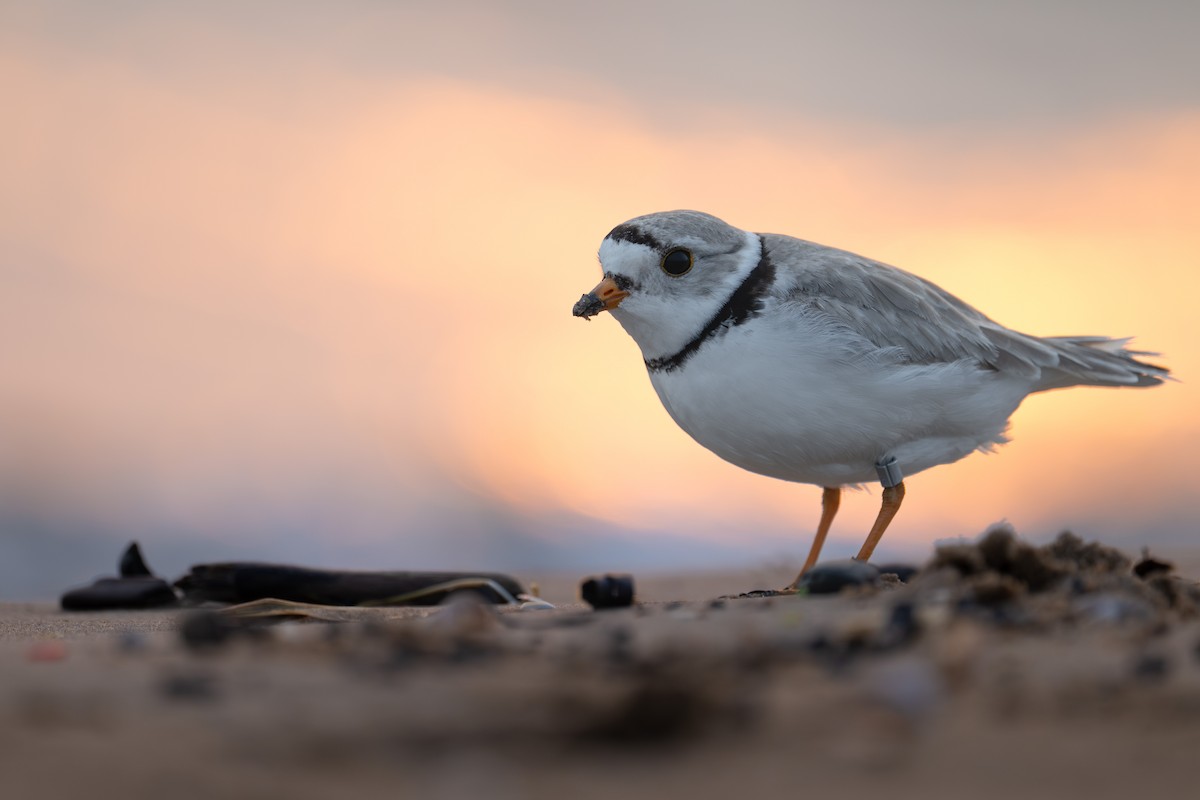 Piping Plover - ML637100175