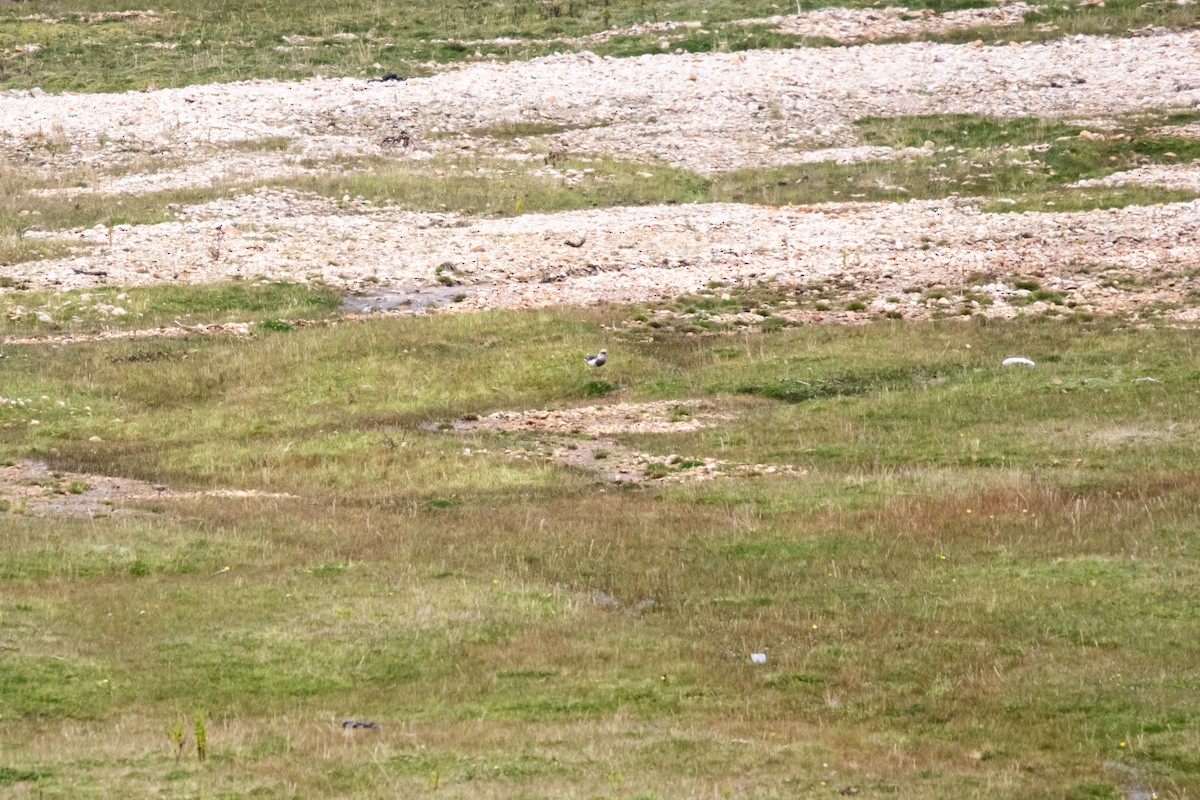 Andean Lapwing - ML637100284