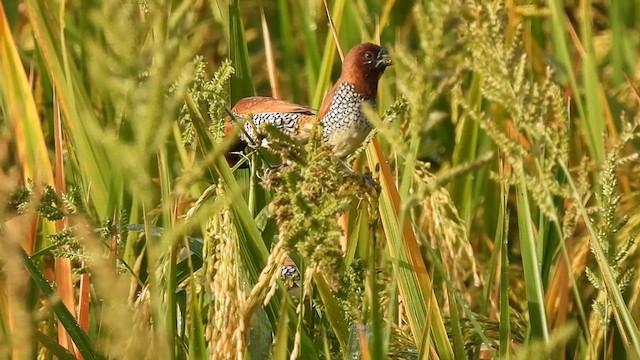 Scaly-breasted Munia - ML637100315