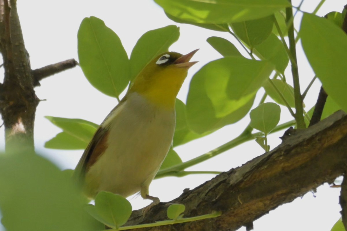 Chestnut-flanked White-eye - ML637100320