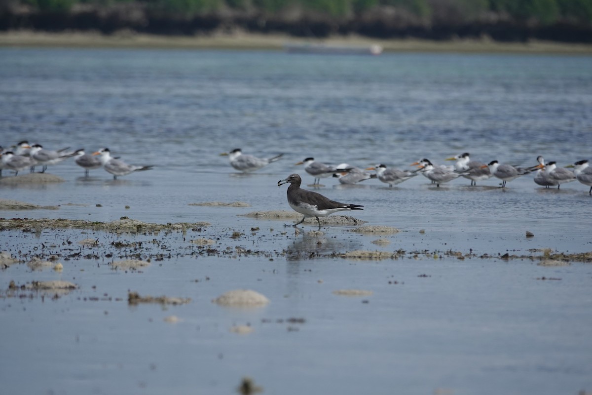 Sooty Gull - ML637100328