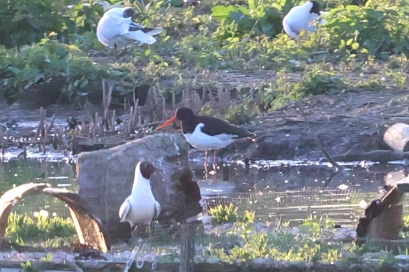 Eurasian Oystercatcher - ML637100347