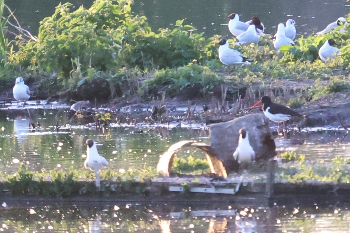 Eurasian Oystercatcher - ML637100348