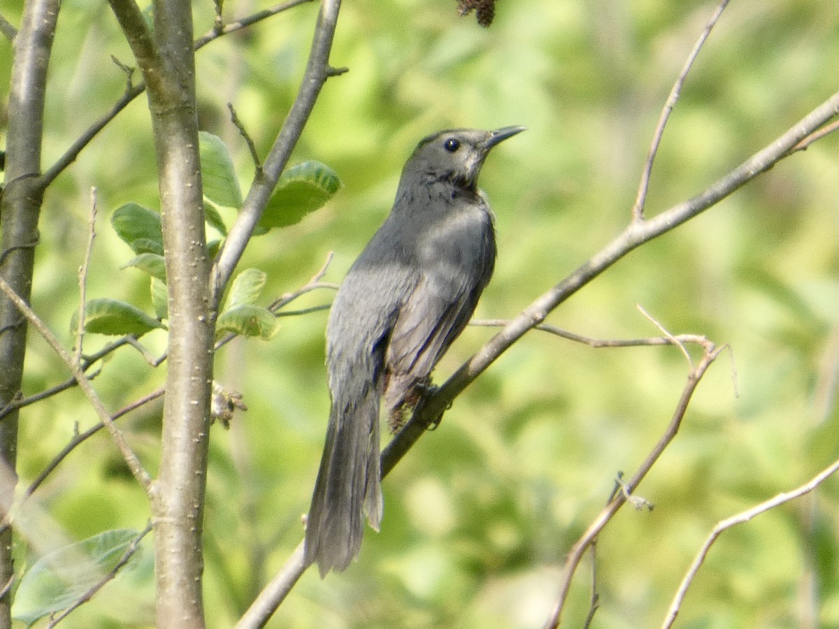 Gray Catbird - ML637100354