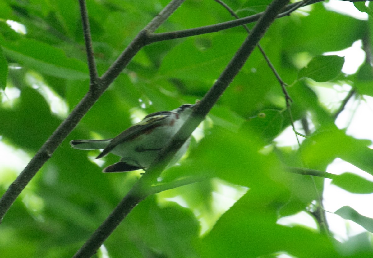 Chestnut-sided Warbler - ML637100356