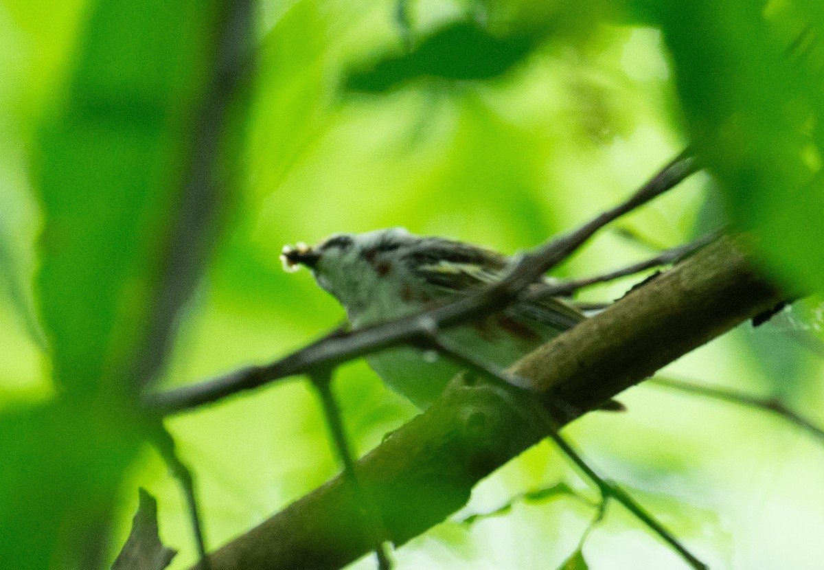 Chestnut-sided Warbler - ML637100357