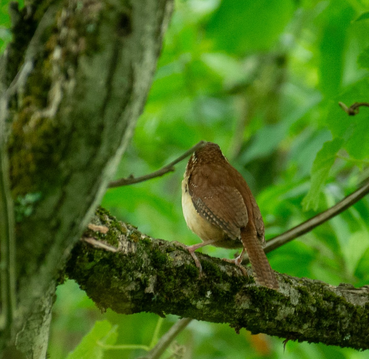 Carolina Wren - ML637100360