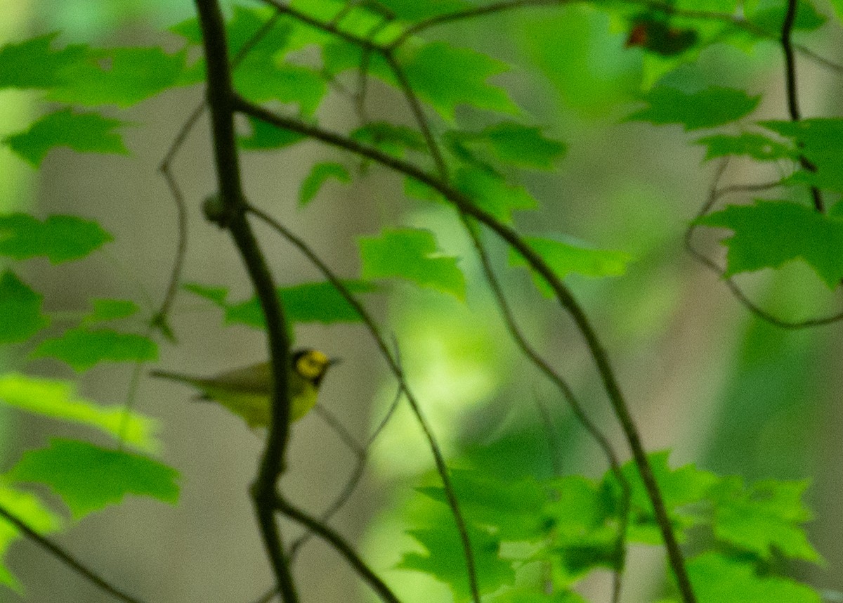 Hooded Warbler - ML637100363