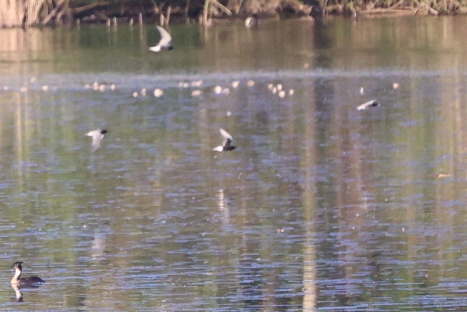White-winged Tern - ML637100364