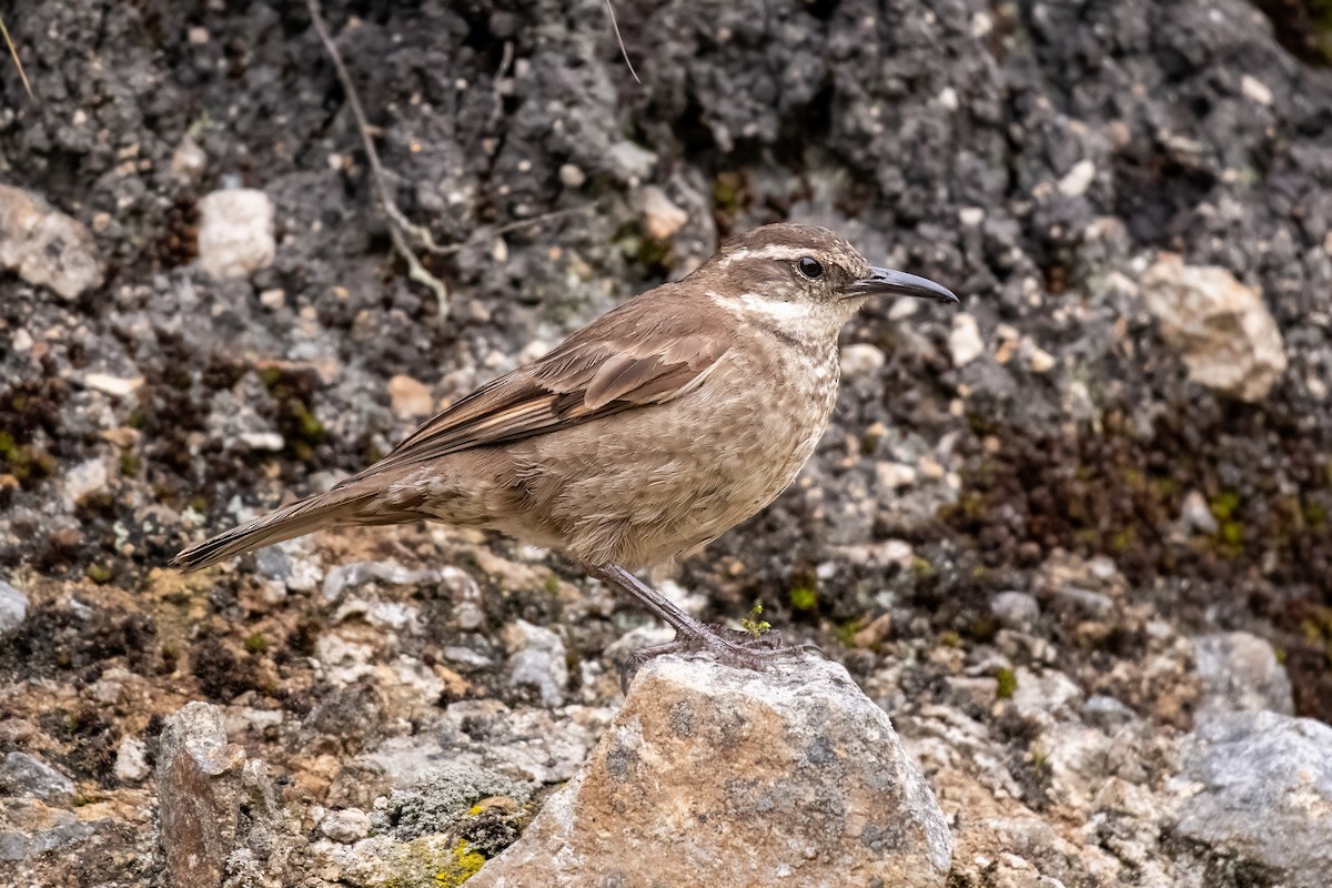 Stout-billed Cinclodes - ML637100499