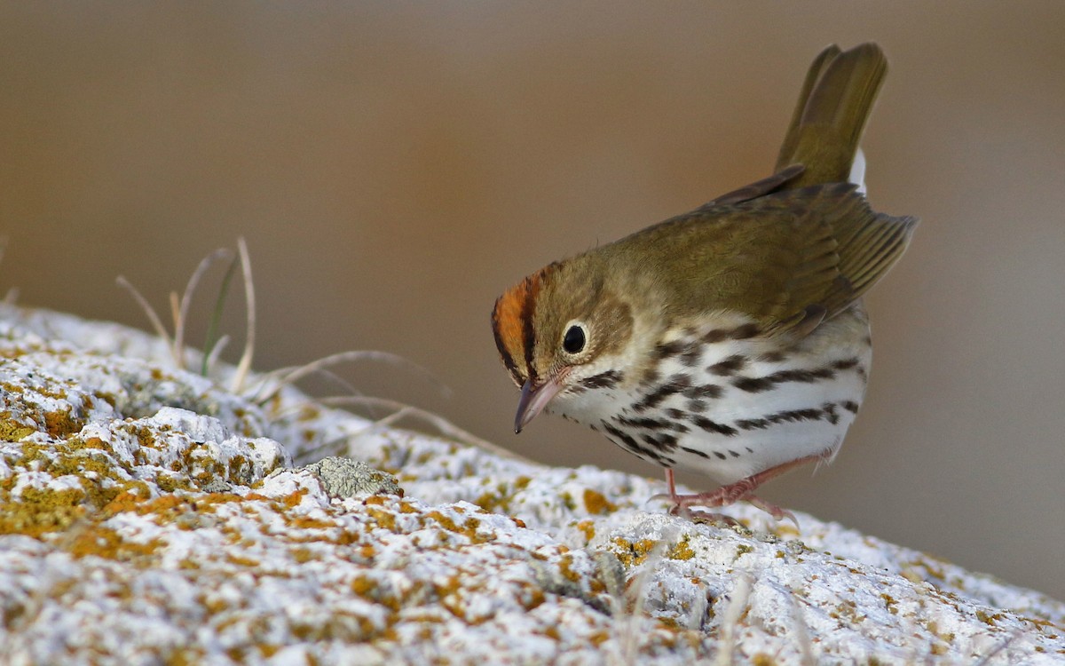 Ovenbird - Keenan Yakola