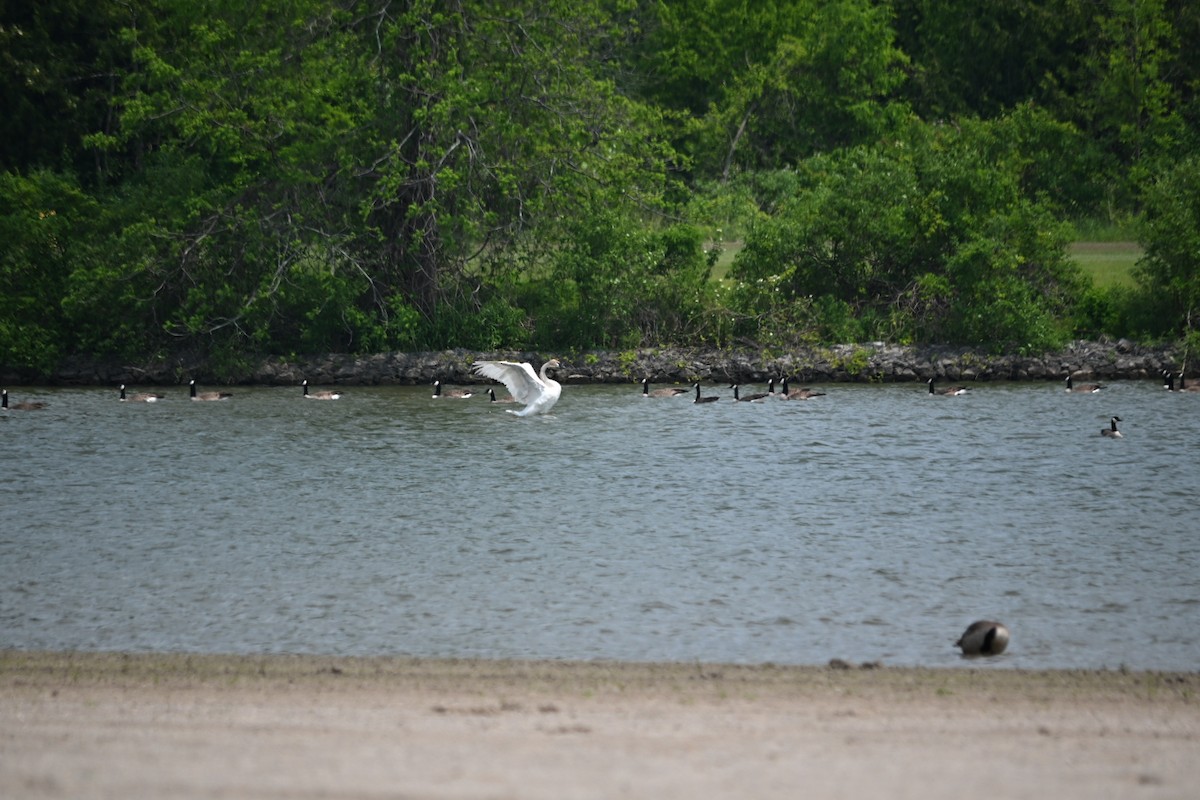 Trumpeter Swan - ML637100514