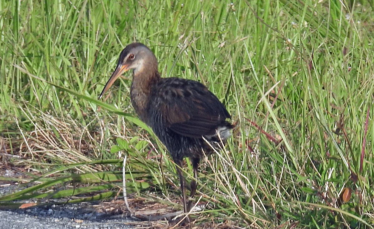 Clapper Rail - ML637100548
