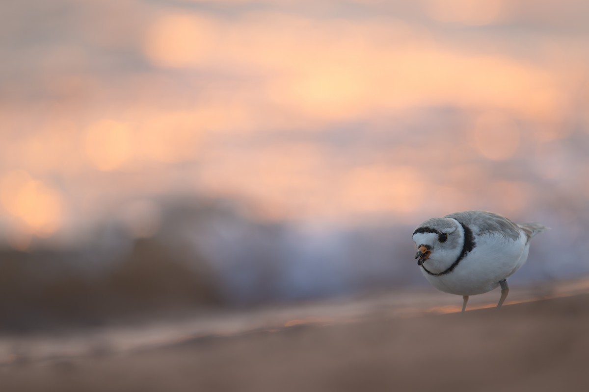 Piping Plover - ML637100571