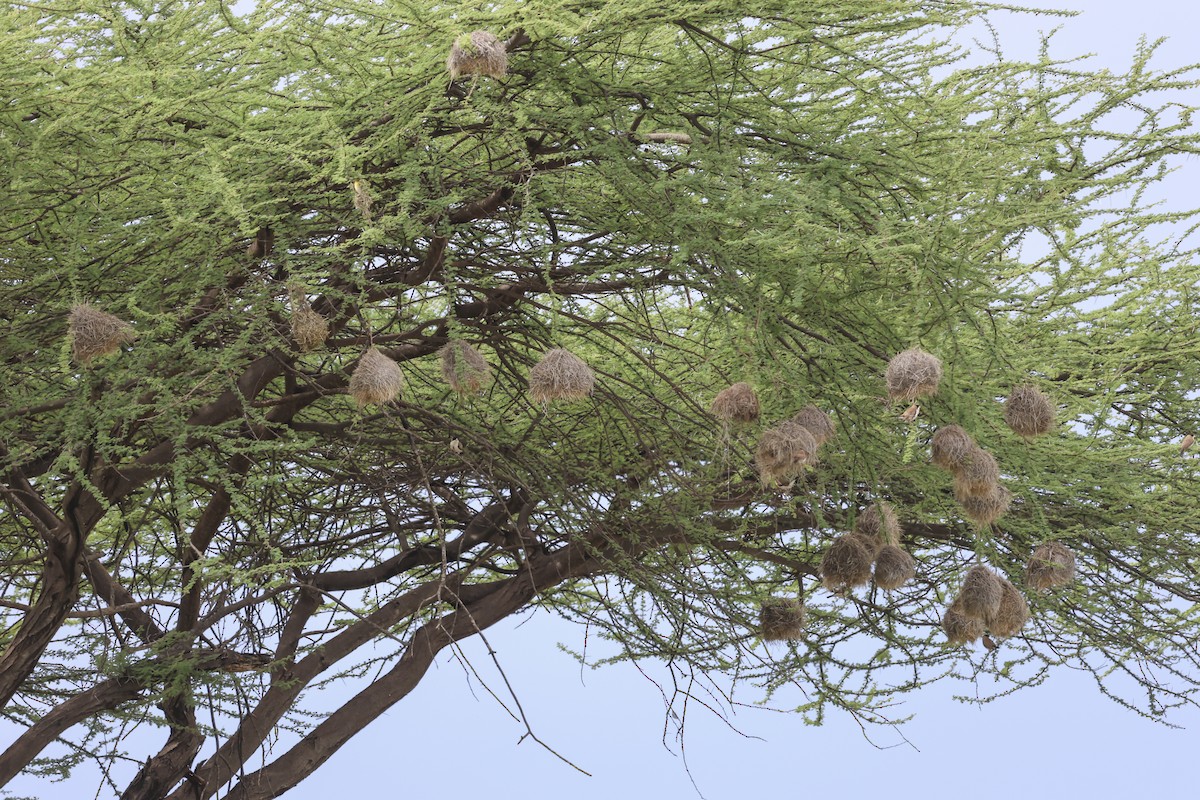 Black-capped Social-Weaver - ML637100579