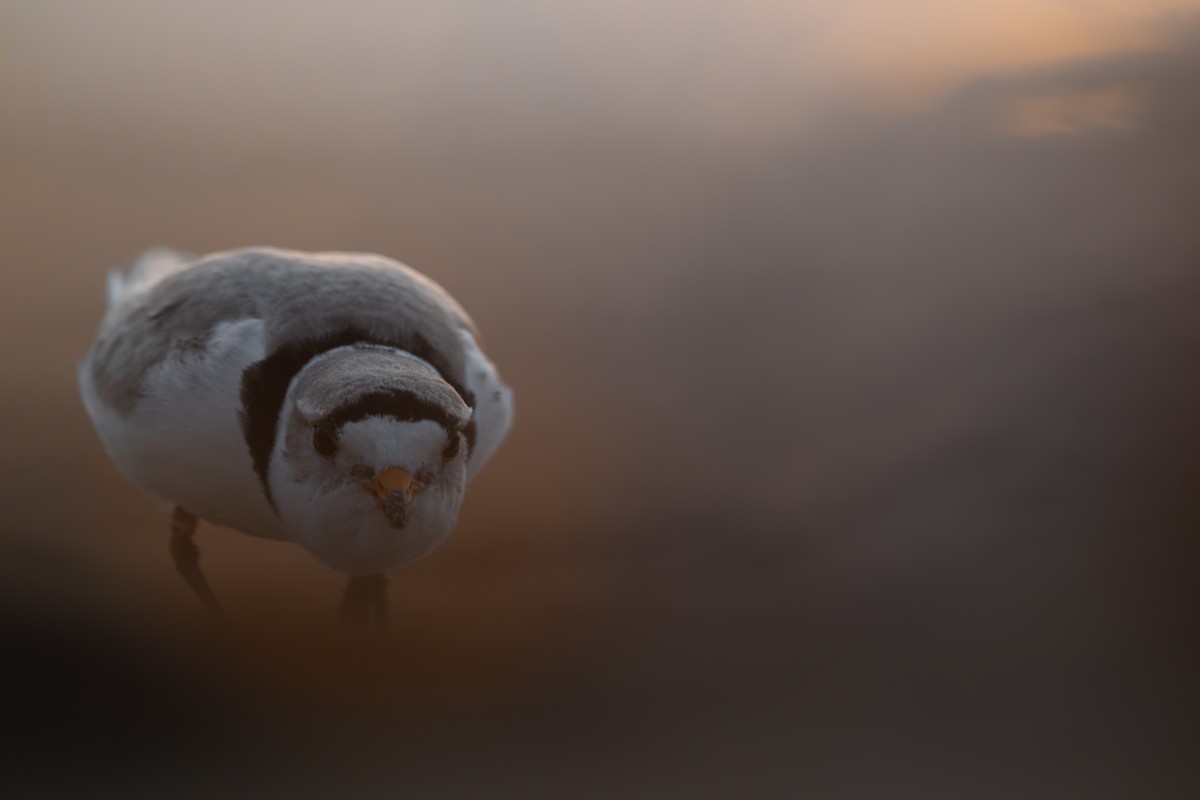 Piping Plover - ML637100581