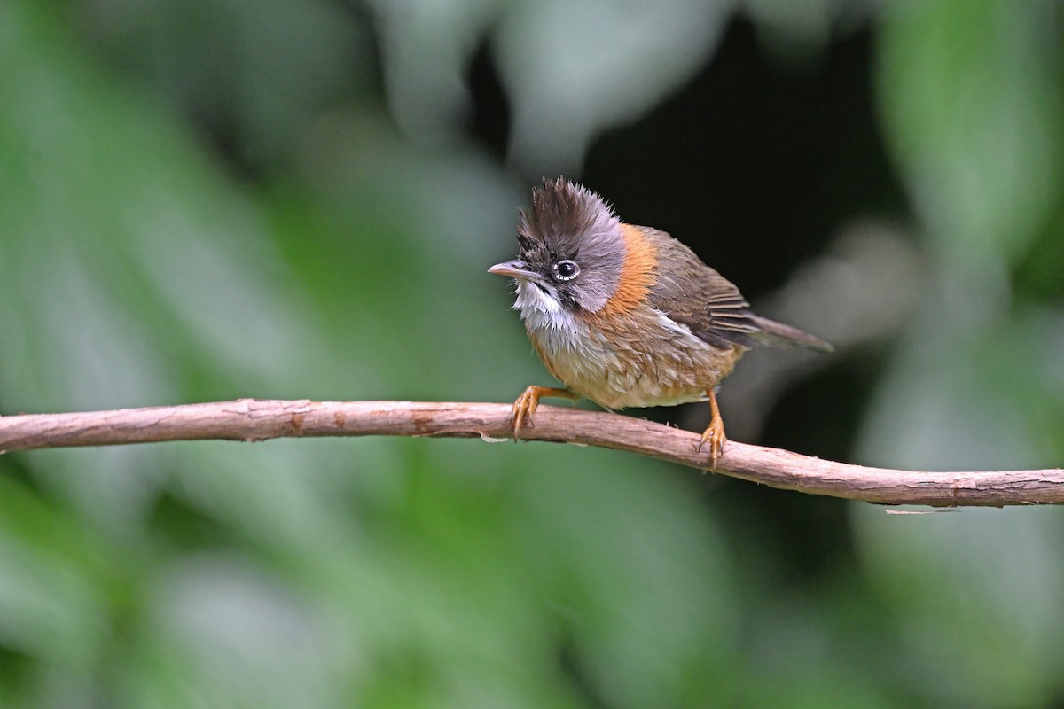 Whiskered Yuhina - ML637100593