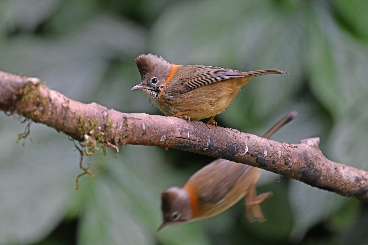 Whiskered Yuhina - ML637100594