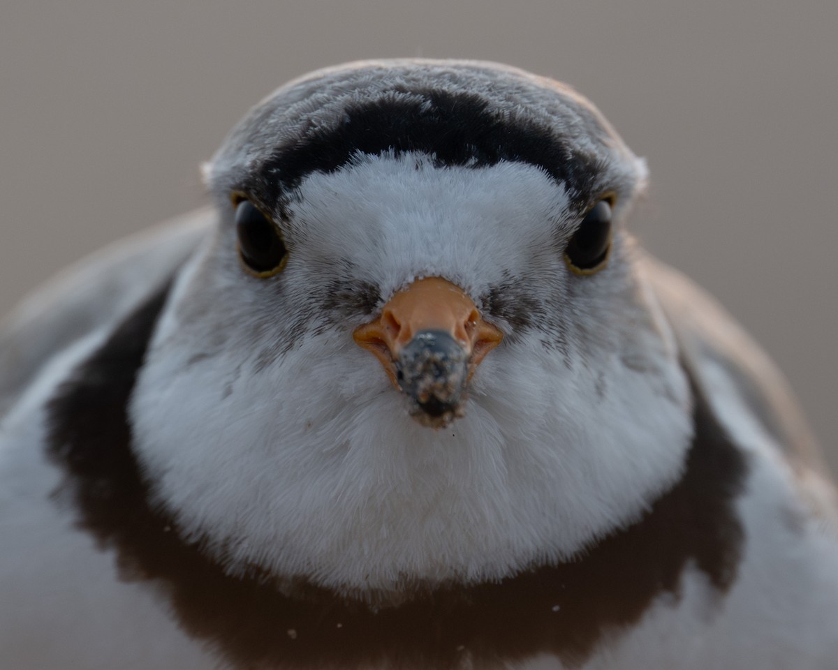 Piping Plover - ML637100607