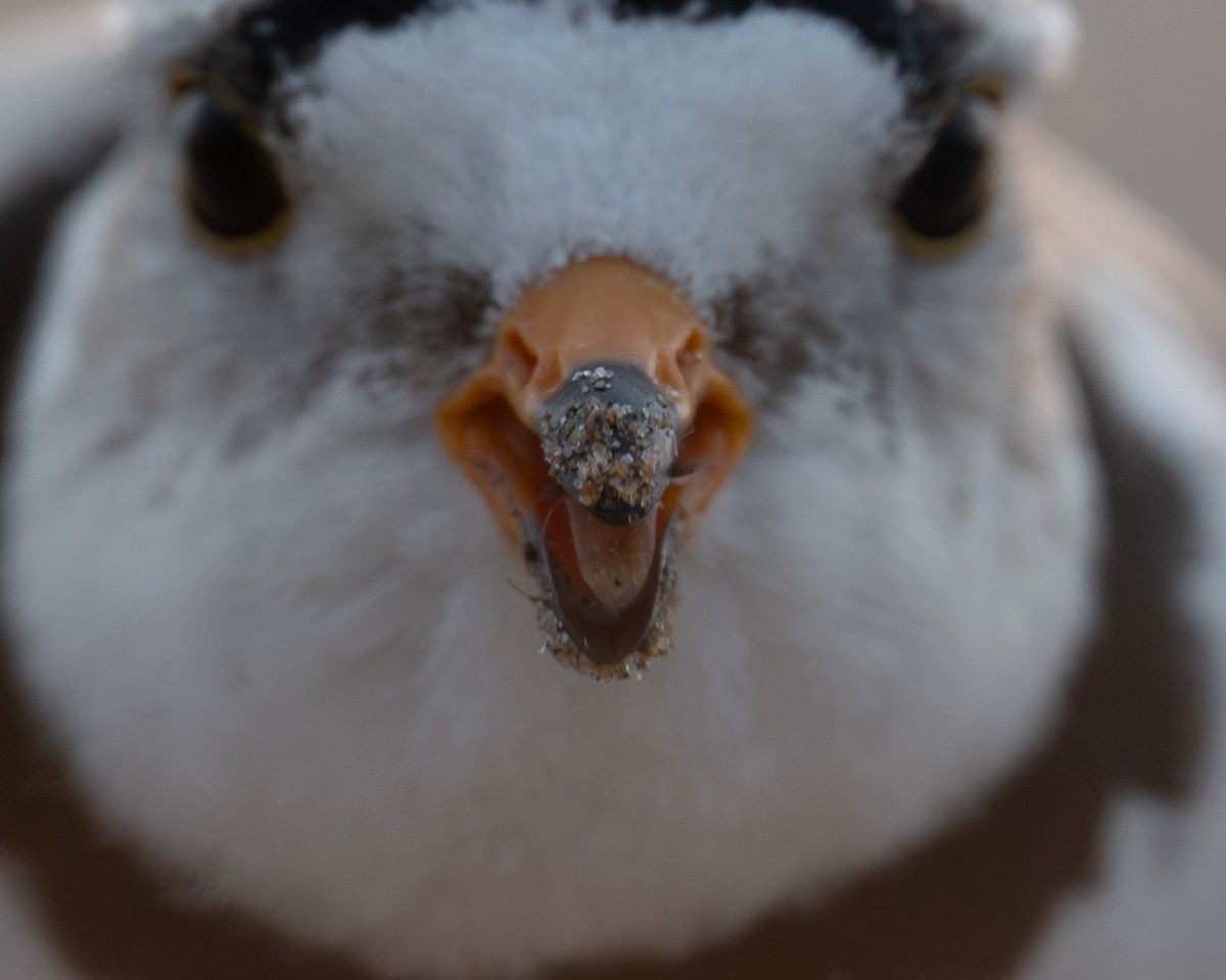 Piping Plover - ML637100619
