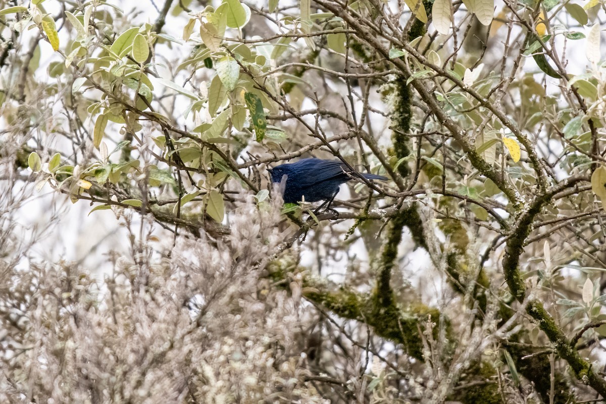 Tit-like Dacnis - ML637100683