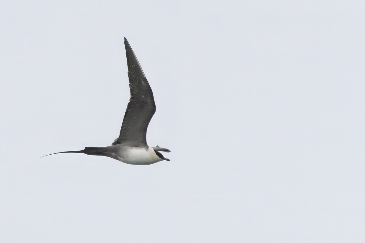 Long-tailed Jaeger - ML637100701
