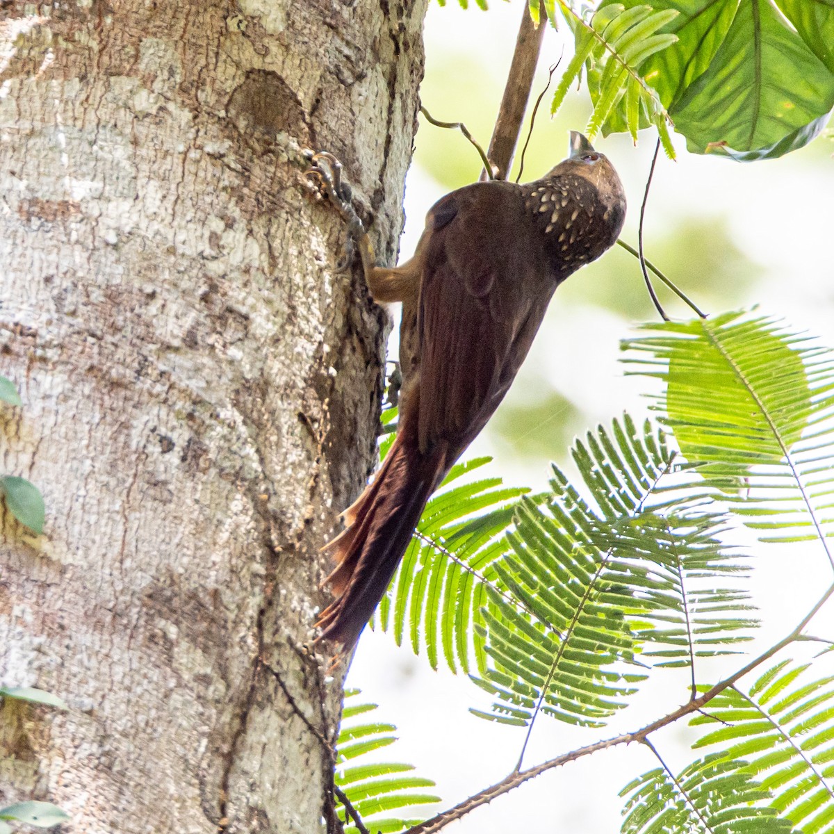 Cinnamon-throated Woodcreeper - ML637100763