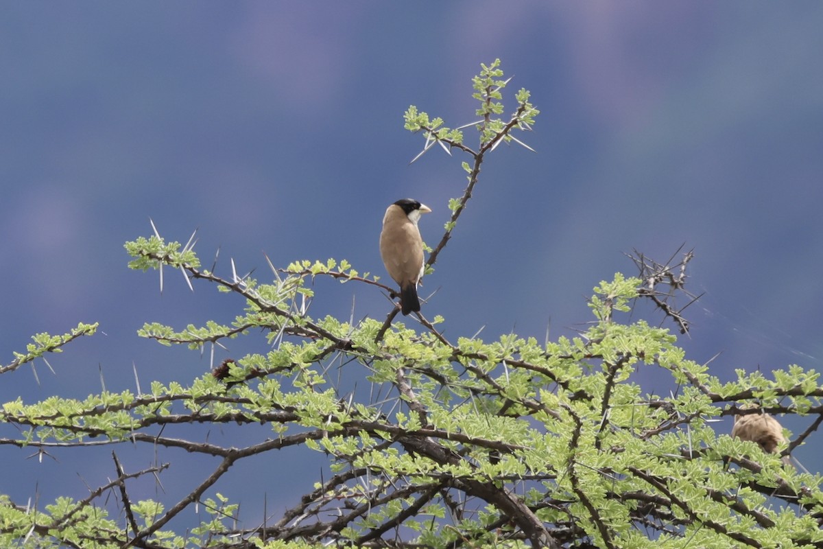 Black-capped Social-Weaver - ML637100831
