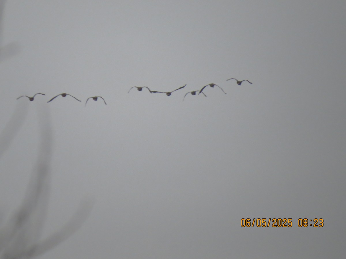 Black-bellied Whistling-Duck - ML637100853