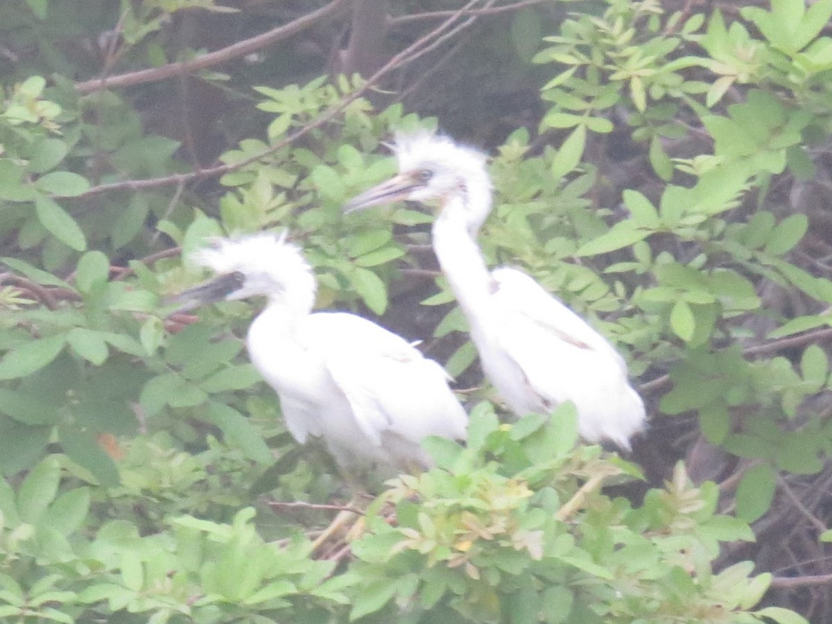 Little Blue Heron - ML637100865