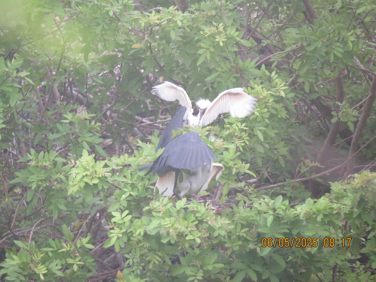 Little Blue Heron - ML637100867