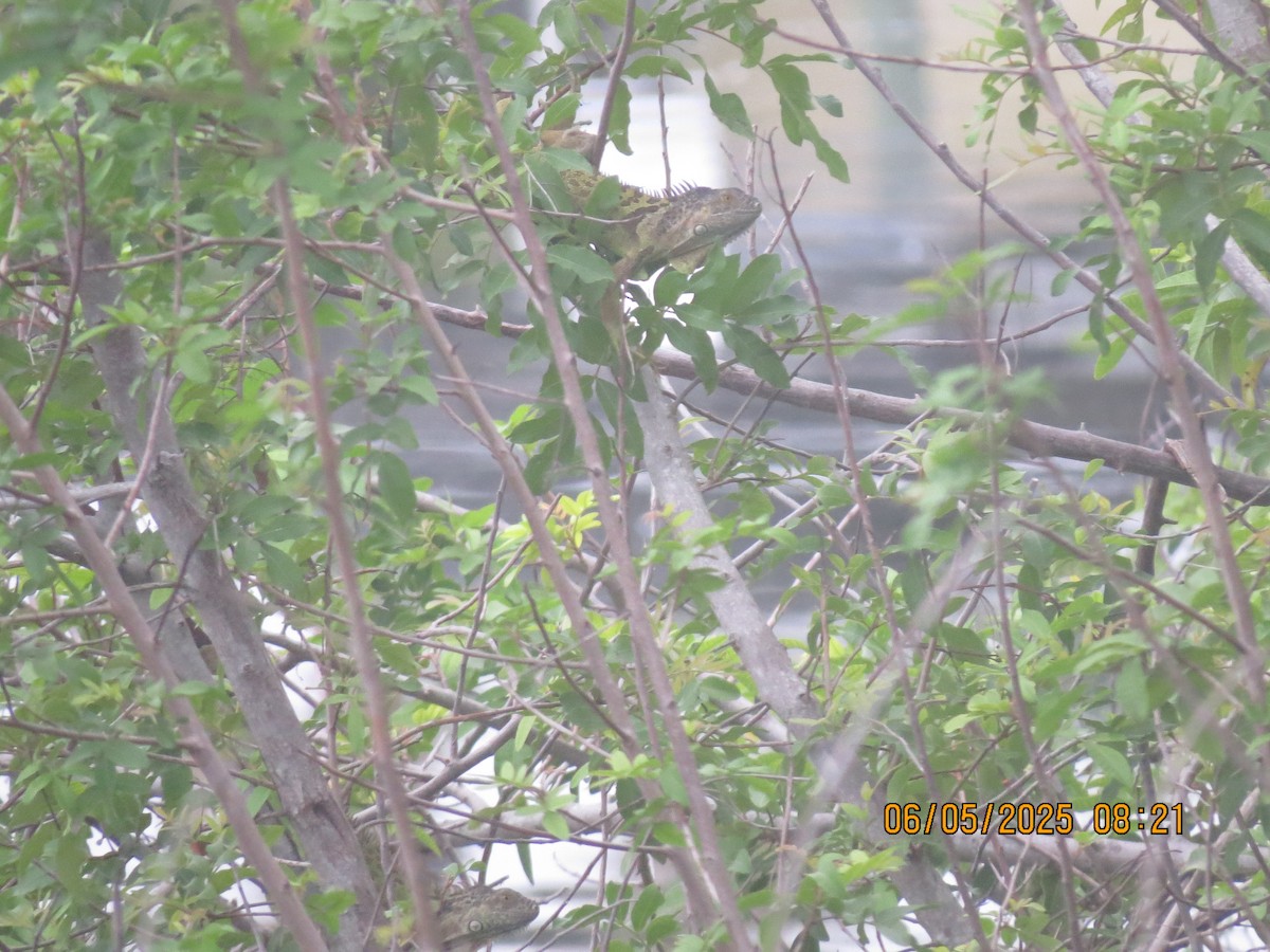 Animals - ML637100887