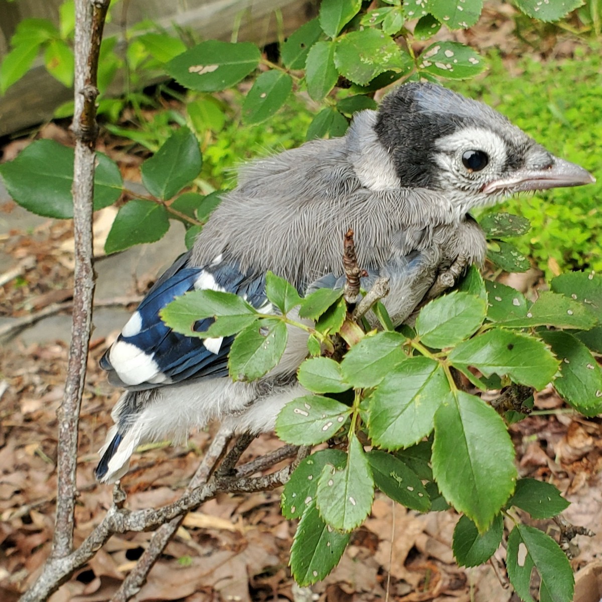 Blue Jay - ML637100937