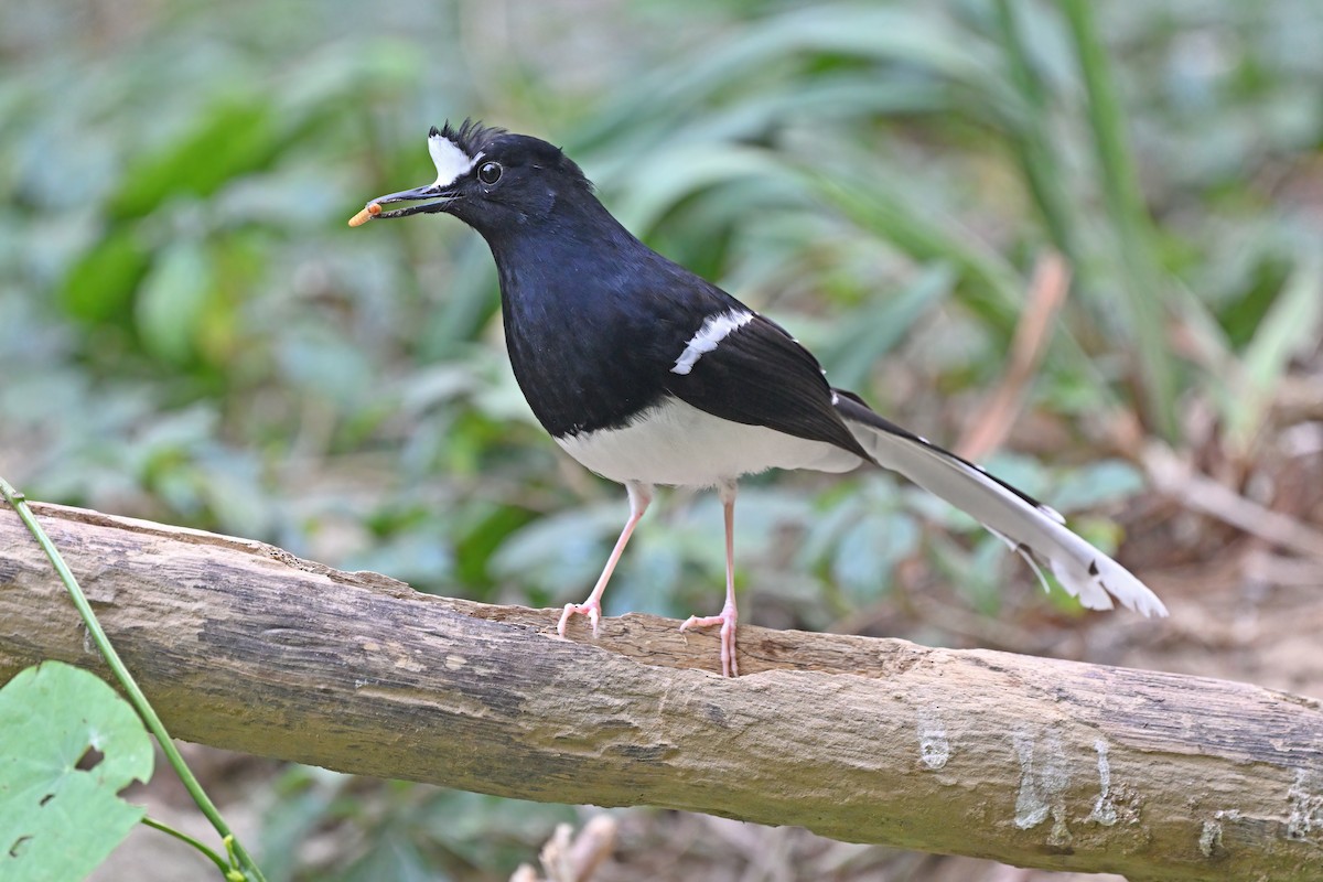 White-crowned Forktail - ML637100969