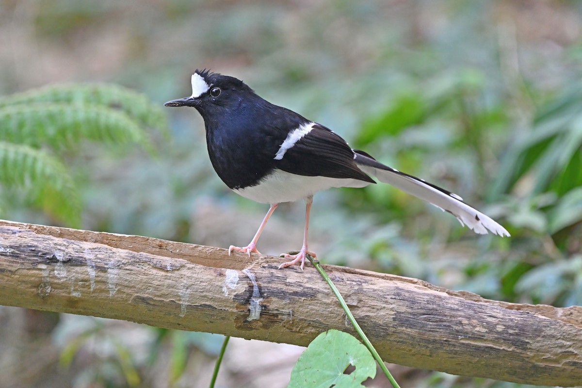 White-crowned Forktail - ML637100970