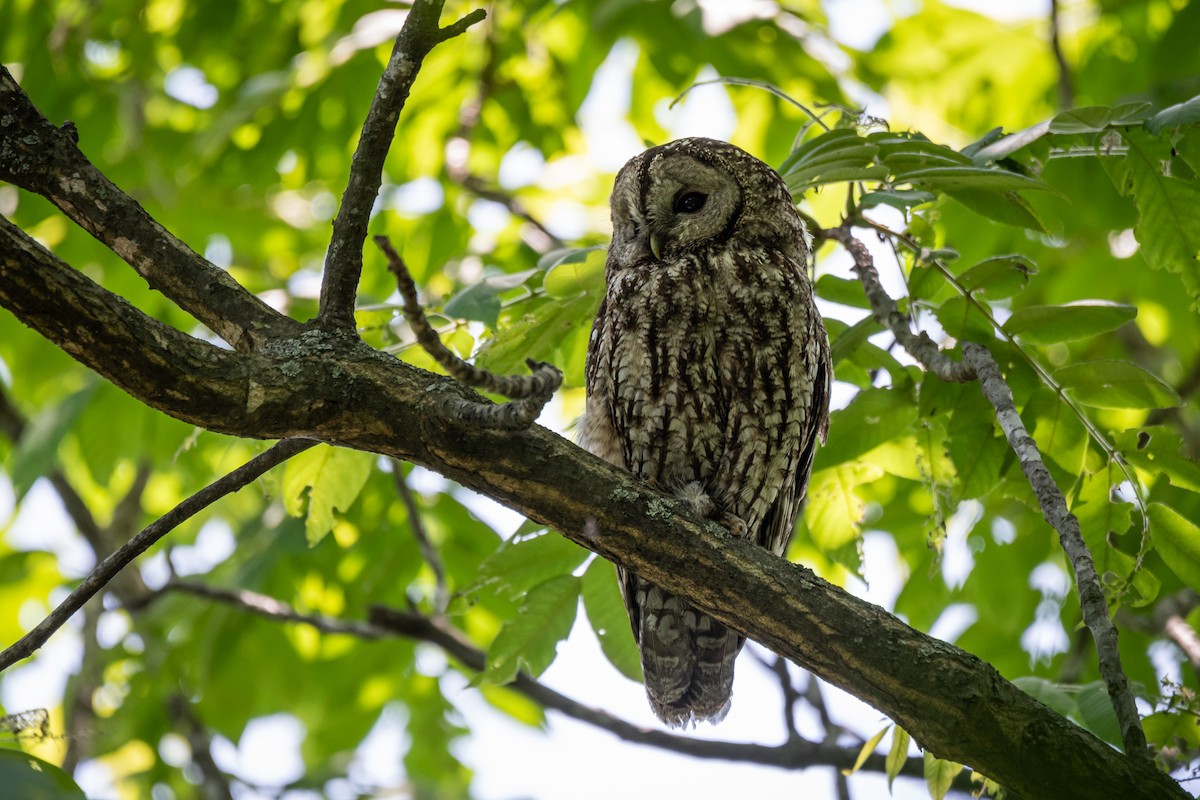Himalayan Owl - ML637100980