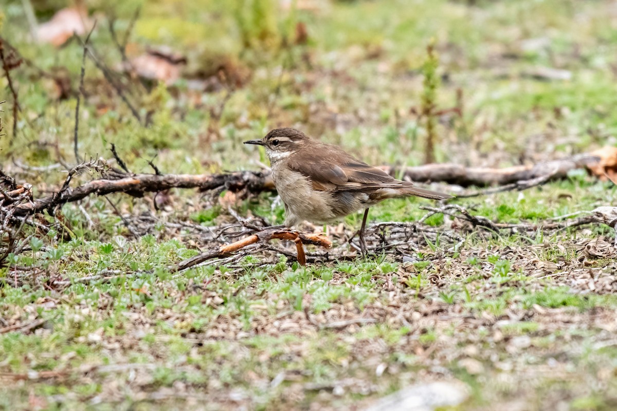 Chestnut-winged Cinclodes - ML637101053