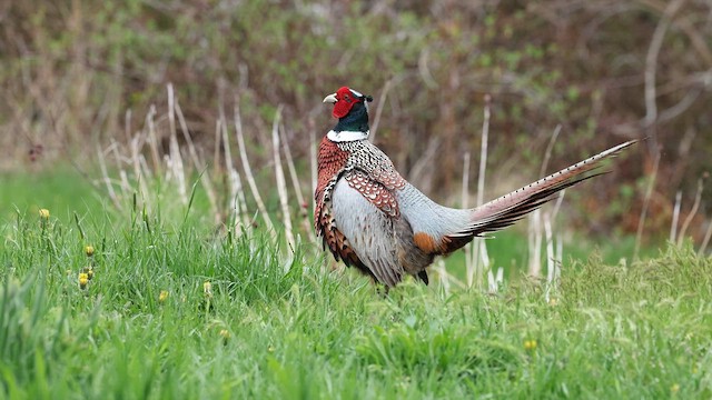 Ring-necked Pheasant - ML637101063