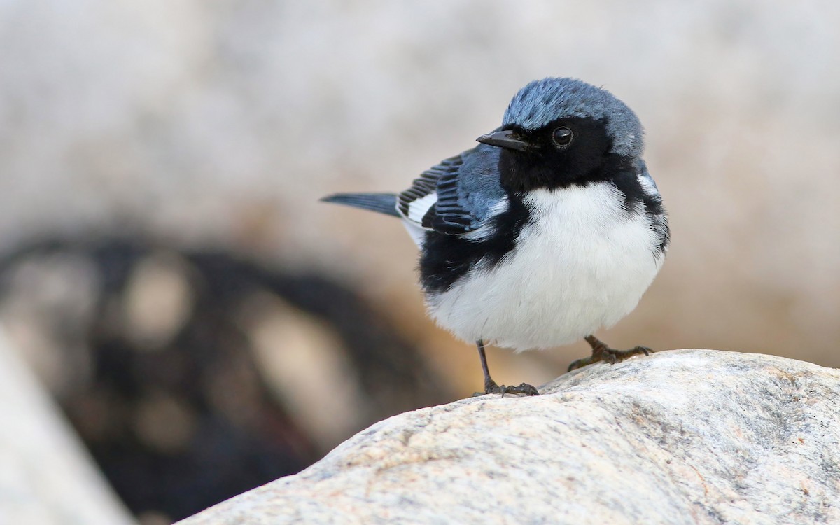 Black-throated Blue Warbler - ML63710121