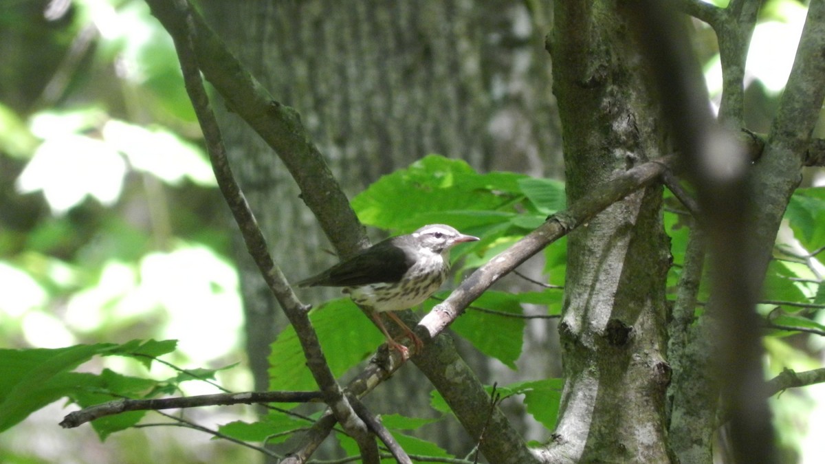 Louisiana Waterthrush - ML637101300