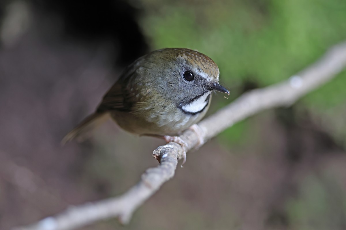 White-gorgeted Flycatcher - ML637101303