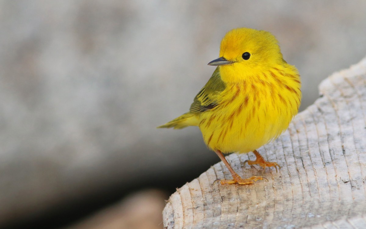 Yellow Warbler - ML63710131