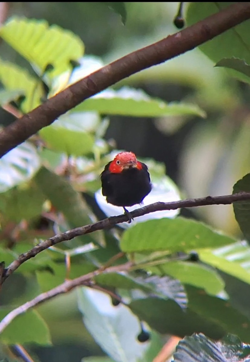 Red-capped Manakin - ML637101313