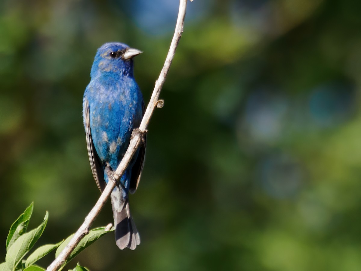 Indigo Bunting - ML637101321