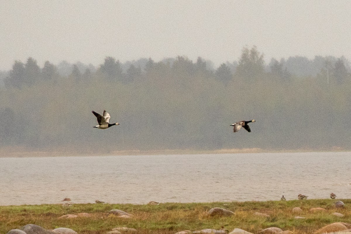Barnacle Goose - ML637101350