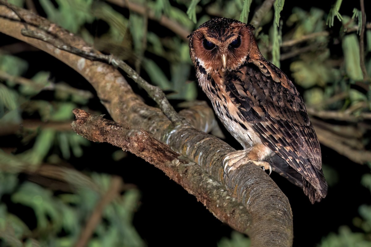 Giant Scops-Owl - ML637101412
